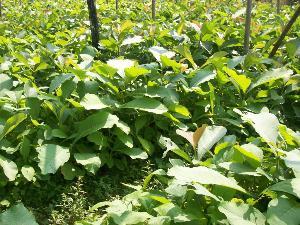 国产在线观看柚木