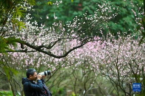 满园春色国产在线观看,国产影视佳作在线欣赏之旅
